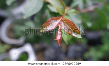 
Red shoots of local cherry blossom plants