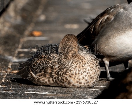 Close-up of female Northern pintail