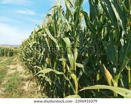 Many Corn Plants at the Field During the Day. Indonesian Farmers Water and Take Care of Their Corns So They can Grow Healthy and Succeed Until the Harvest Season Come