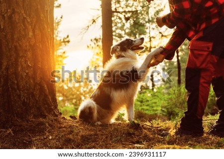 Border collie breed dog shaking hands with his owner in a forest at sunset. Person training his pet. Complicity and unity between dog and owner