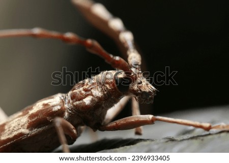 Black ants that prey from the belly of Kimadara longhorn beetles (Aeolesthes chrysothrix) that have been dropped with dignity even after death (Wildlife closeup macro photograph) 