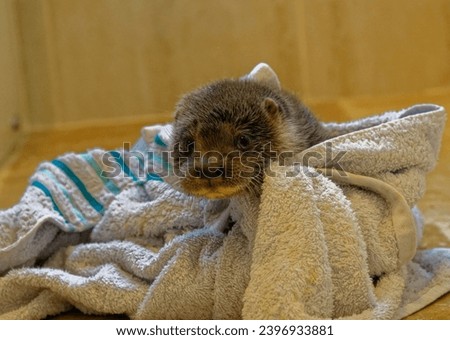 Eurasian Otter (Lutra lutra) Cub wrapped in towel with head sticking out.