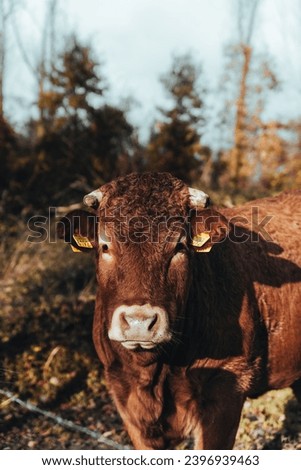 a happy cow just taking picture