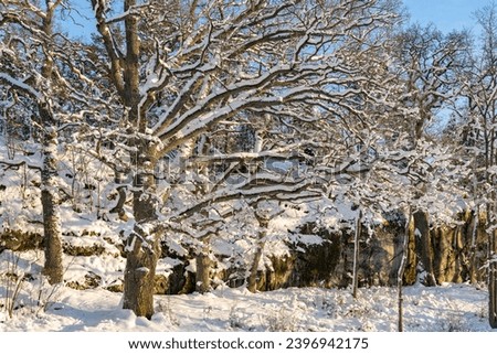 Winter northern landscape. Amazing view of forest trees woods covered with thick white snow. Trees firs pines branches in the sunny morning after snowfall. December January Christmas fairy tale.  