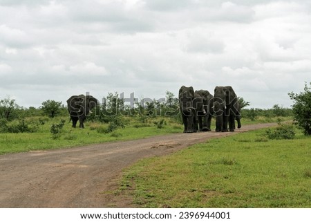 Group of four elephant bulls taken from far away on dirt road in Kruger National Park, South Africa, a true tourist destination to see wildlife at its best, stock photo taken from in front.