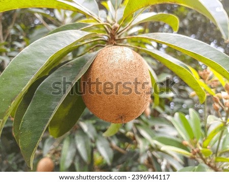 Sapodilla fruit for healthy. This fruit for prevent cancer,constipation and dehydration.. sapodilla fruit on the sapodilla tree plant on summer.