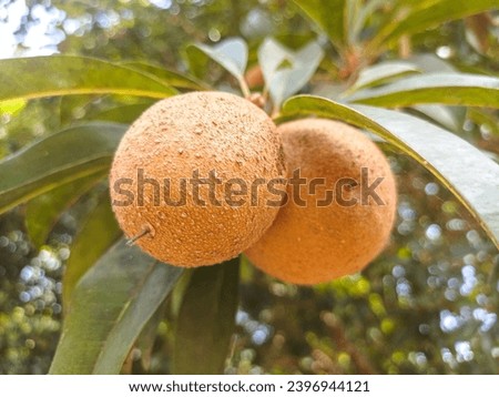 Sapodilla fruit for healthy. This fruit for prevent cancer,constipation and dehydration.. sapodilla fruit on the sapodilla tree plant on summer.