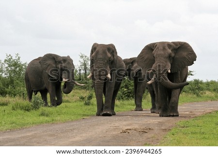 Group of four elephant bulls taken from near on dirt road in Kruger National Park, South Africa, a true tourist destination to see wildlife at its best, stock photo taken from in front.