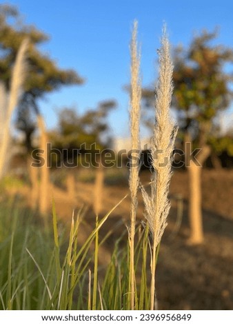 Pampas in Autum at Busan citizen park  Royalty-Free Stock Photo #2396956849