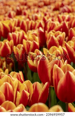 flowers,beautiful,garden,summer,spring,picture,red,green,bachground,i love flowers,photographerوThe tulip garden, the trees and fiery tulip flowers in their beauty and peace, will attract everyone's h