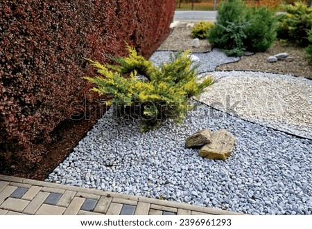 excellent evergreen garden conifer with lovely bright lime green foliage. The branches also grow elegantly up stretched adding interest to a dull area. In Autumn, foliage takes on copper, zen, garden Royalty-Free Stock Photo #2396961293