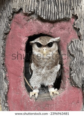 The Picture of Owl Standing 