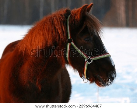 Portrait of a horse in winter outside in the cold at sunset, bright fire color