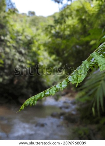 small river with forest in the mountain