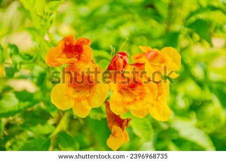 orange tecoma plant close-upมTecoma x smithii (Orange Bells)