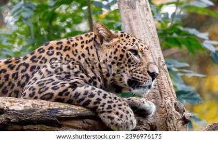 Visit Sri Lanka.All most beautiful in country in the world and most beautiful animals and very beautiful nature in sri lanka  Royalty-Free Stock Photo #2396976175