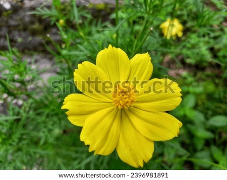 The sulfur kenikir flower is known by the Latin name cosmos sulphureus