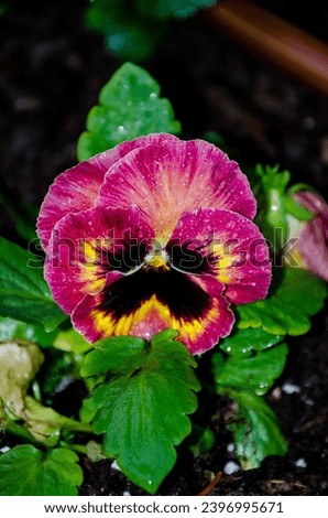 Viola hybrids known as pansy and viola