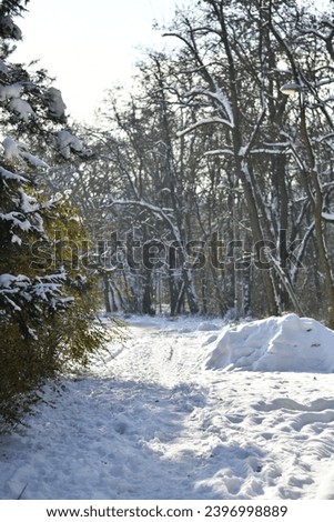 winter photos of a forest covered with snow