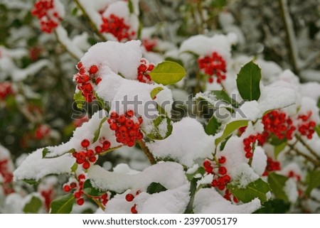 Captivating image of a snow-covered bush with vibrant red berries and lush green leaves.
