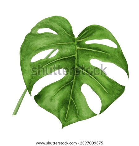 Green Monstera leaf. Watercolor hand drawn illustration of tropical plant for travel guides, cosmetic, spa, massage salon prints, wedding invitations, cards, textile, packing. Jungle liana clip art.