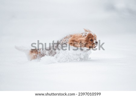 
Beautiful Blenheim Cavalier King Charles Spaniel playing outdoor in the snow, winter mood and blurred background