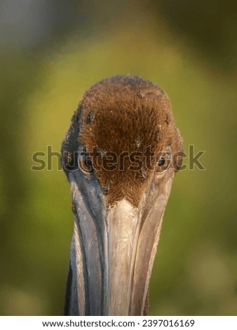 A brown pelican with louse flies