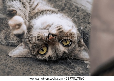 Close-up picture of a silly-faced yellow-eyed cat resting with his head upside down and a blurred background. Close-up animal picture.