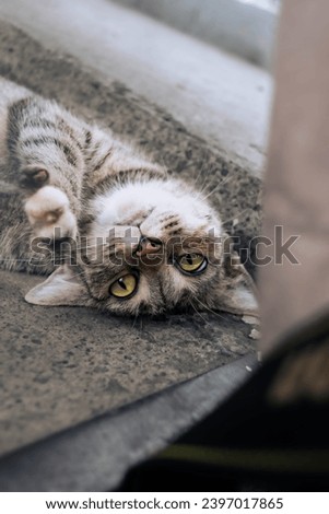 Close-up picture of a silly-faced yellow-eyed cat resting with his head upside down and a blurred background. Close-up animal picture.