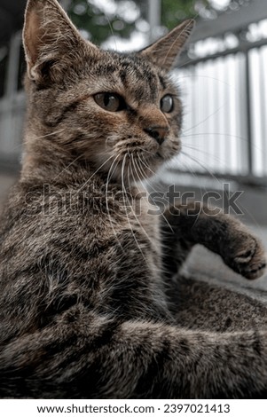 Close-up portrait picture of a yellow-eyed tabby cat resting with his paw while side-looking the camera. Close-up portrait animal picture.