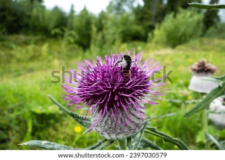 The bumblebee feeds on the nectar of the beautiful medicinal milk thistle flower and at the same time pollinates it.