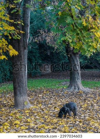 black terrier dog explore play snif park and autumn yellow orange leaves in november high res image