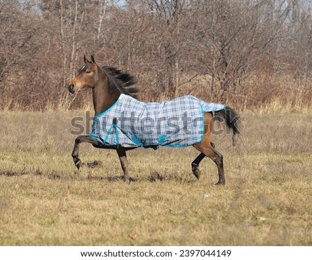 Sissy the hackney pony who is 3 years old enjoying some time off playing Royalty-Free Stock Photo #2397044149