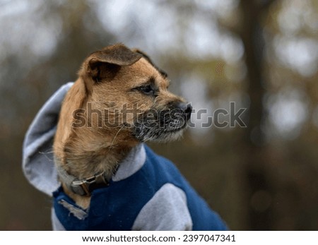 Cute Border Terrier Posing, wearing a blue and grey jumper (dog coat) 
