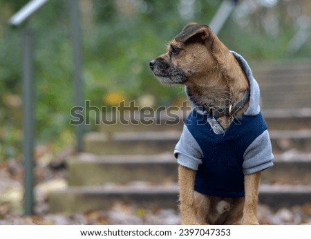 Cute Border Terrier Posing, wearing a blue and grey jumper (dog coat) 
