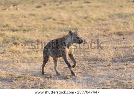 Hyenas enjoying breakfast in Amboseli National Park Kenya Africa