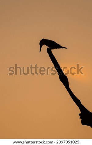 Pied Kingfisher silhouette stock picture