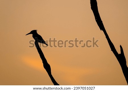 Pied Kingfisher silhouette stock picture