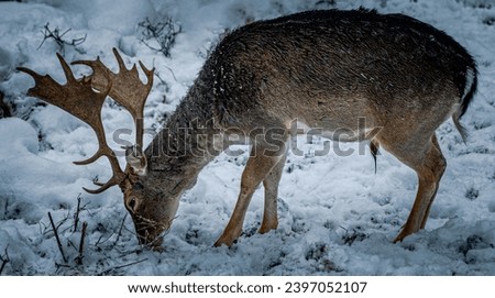 beautiful picture of a deer in the snow