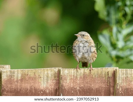 sparrow sitting on a garden fence