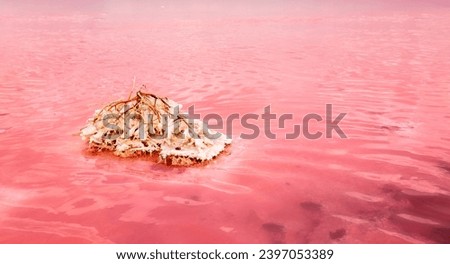 The pink lake is a beautiful landscape, unusual nature. A unique rare natural phenomenon. Salt lake with pink algae. Beautiful landscape. Royalty-Free Stock Photo #2397053389