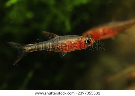 Axelrod Red Danio (Sundadanio rubellus) in tropical aquarirum Royalty-Free Stock Photo #2397055531