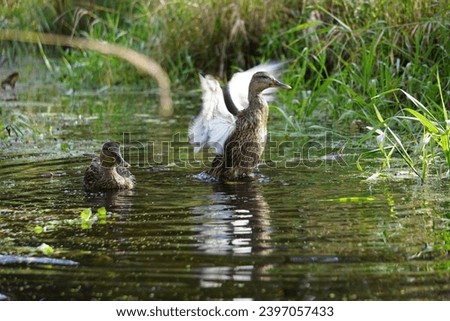 Two ducks in the water, a duck stands up as if with angel wings
