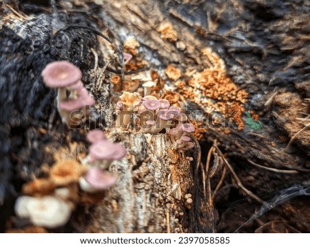 group of ringless honey mushrooms or Armillaria Tabescens. Bornean ringless honey mushroom.  beautiful small fungus.  tropical rainforest fungus. mushrooms in natural life.