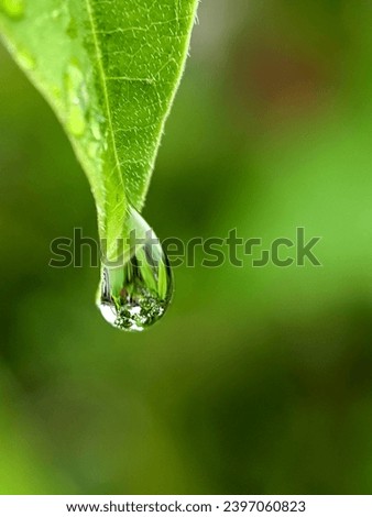 Drops of dew on the green grass. Raindrops on green leaves. Water drops. Macro photo
