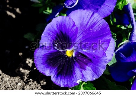 The garden pansy (Viola × wittrockiana) is a type of polychromatic large-flowered hybrid plant cultivated as a garden flower