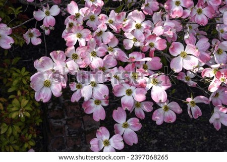 A closeup of a bunch of pink Dogwood flowers blossoming on a Dogwood Tree on a sunny spring day with shadows cast from the other parts of the tree on the North Fork of Long Island, NY Royalty-Free Stock Photo #2397068265