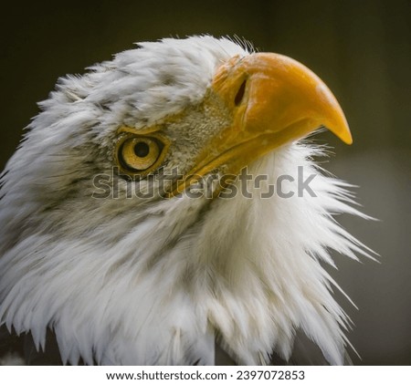 Extreme close up of American bald eagle looking up