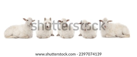 wolf in sheep's clothing with sheep isolated on white background Royalty-Free Stock Photo #2397074139