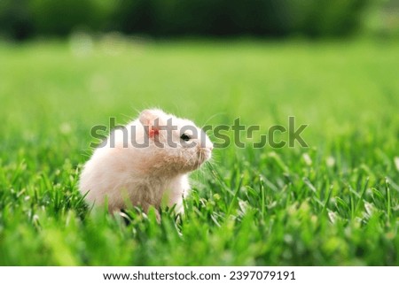 Little white hamster in green grass on the backyard close up. Pets photography